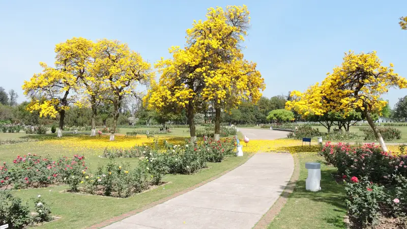 08-18c Rose_Garden,Chandigarh