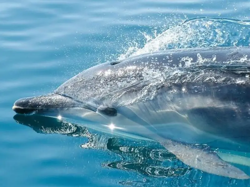 15-2f Dolphin